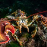 Falsos instaladores do OpenClaw ganham destaque no Bing AI e espalham malware