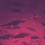 FBI alerta sobre Kali365: phishing-as-a-service via Telegram captura tokens OAuth e burla MFA do Microsoft 365